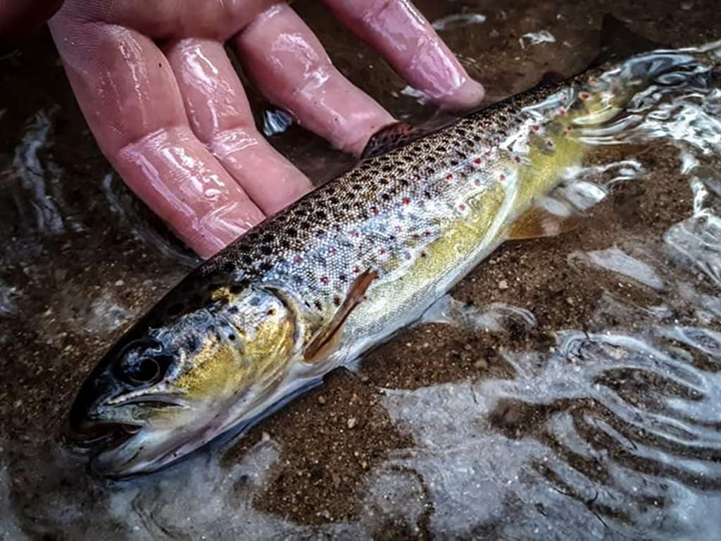 Initiation pêche de la truite aux leurres et à la mouche en rivière
