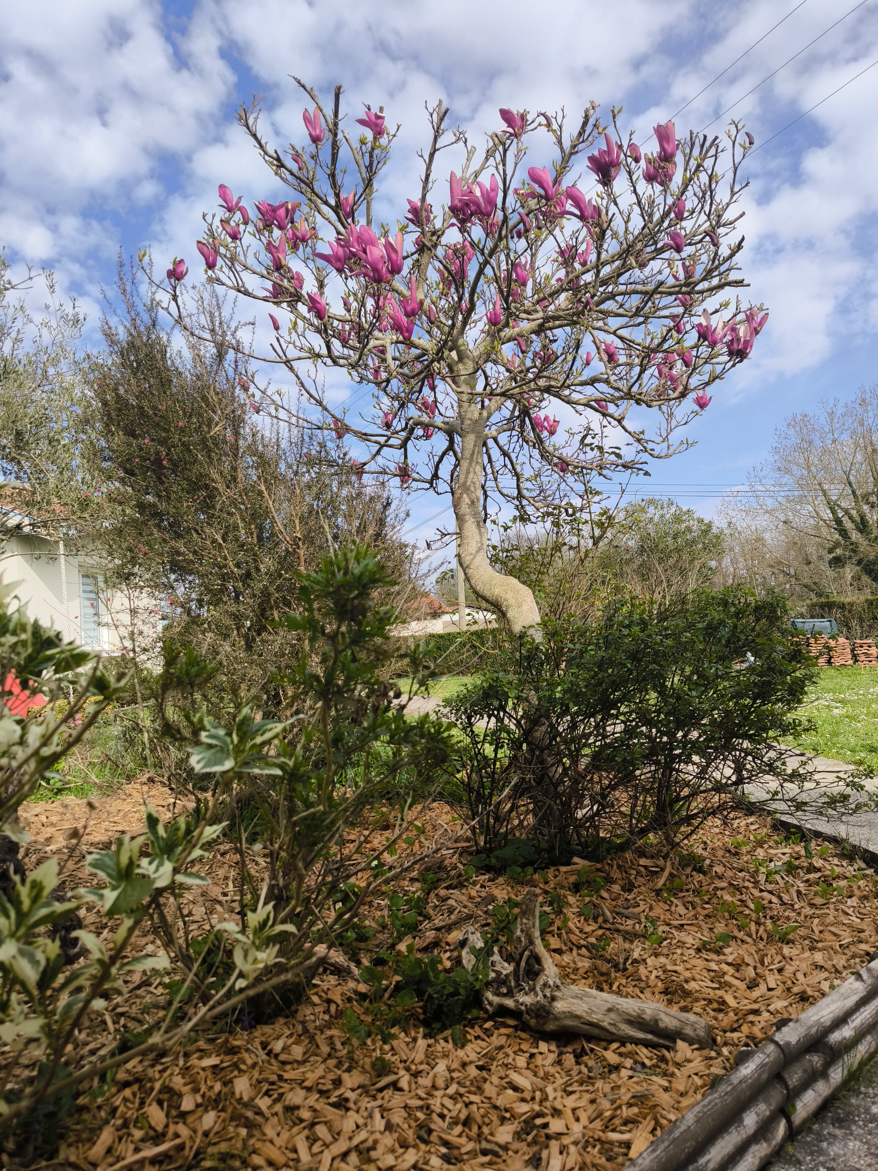Hibiscus, Préchacq-les-Bains - photo 8