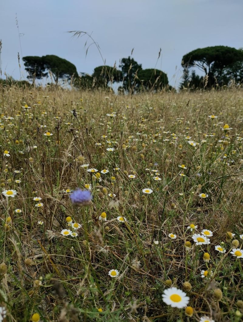 Domaine de Certes et Graveyron :  Au ras des pâquerettes