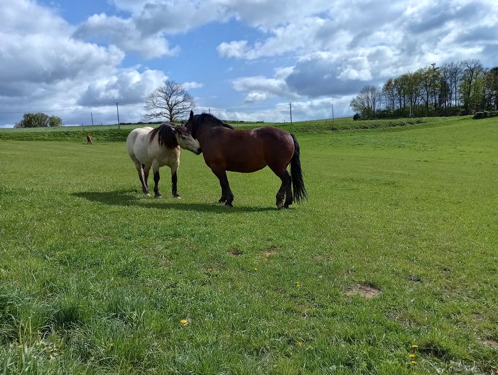 LE CHANT DU MERLE, Le Grand-Bourg - photo 19