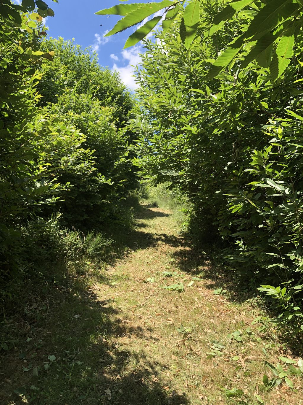 Dolmen du Bois Neuf, Marsac - photo 2