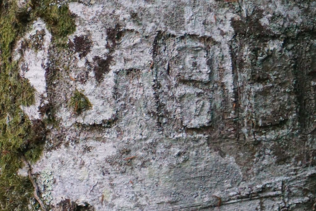 Arbre de la Liberté - photo 3