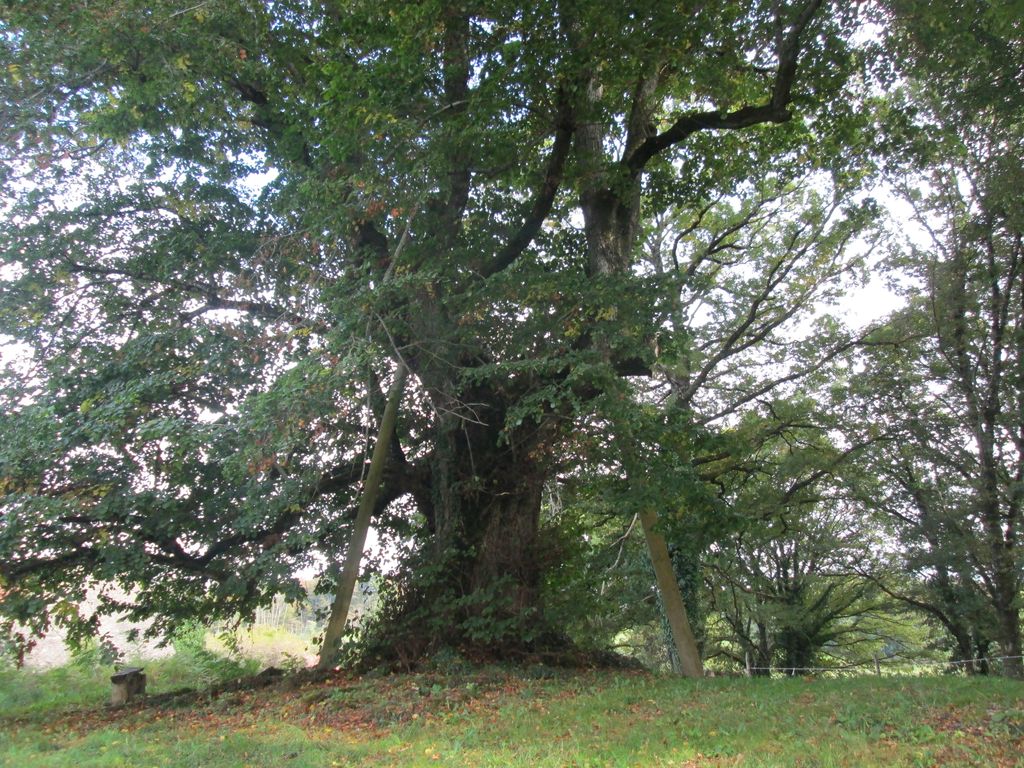 Tilleul de Sully, Marsac - photo 3