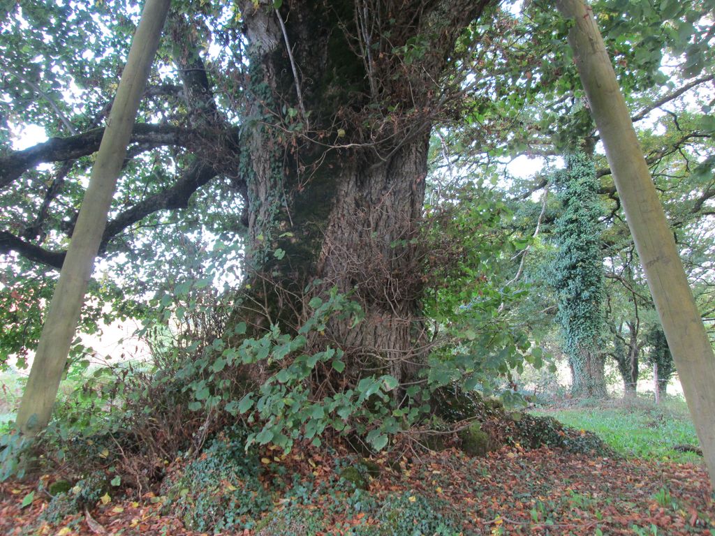 Tilleul de Sully, Marsac