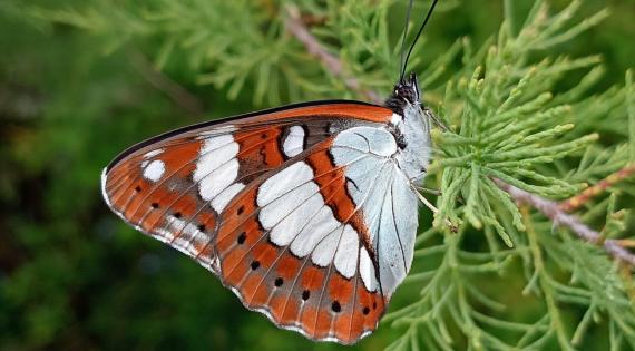 Domaine de Certes et Graveyron : Certes pour tout petits – Vole, vole papillon