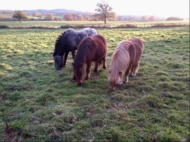 La Villatte Equitation 23, Roches