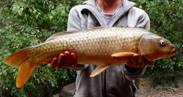 Gite insolites: Domaine de la Vergnolle "Fustes en bois le pêcheur", Roches - photo 9