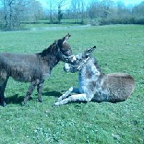Chambre d'hôte : Les chambres d'Helix, Saint-Dizier-les-Domaines - photo 6