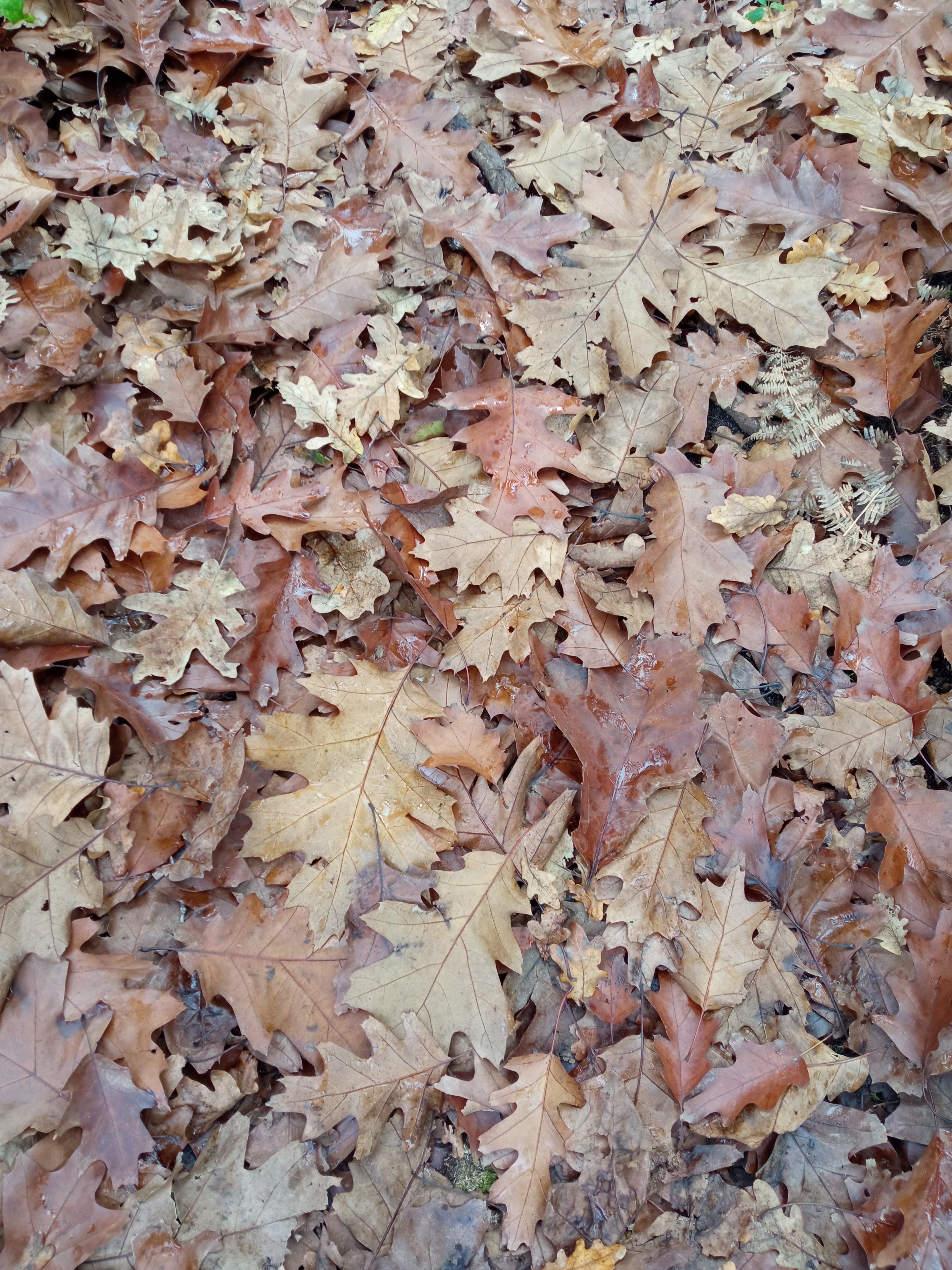 Les Pistes de Robin : jeu découverte à Marcheprime