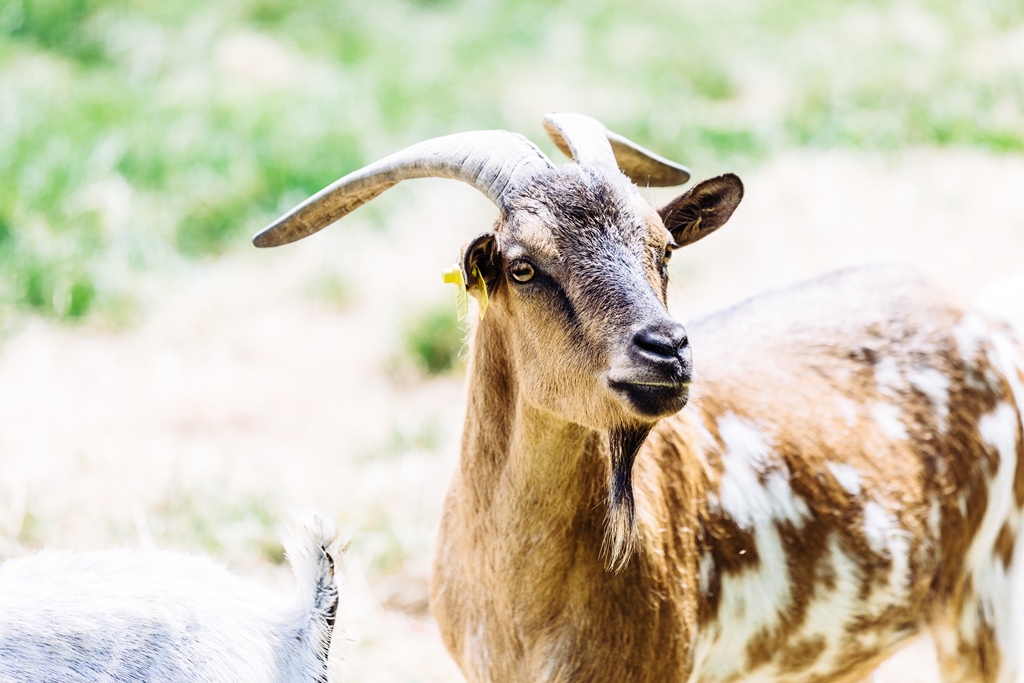 Gîte le Nid de la Mésou Neuve, Jouillat - photo 5