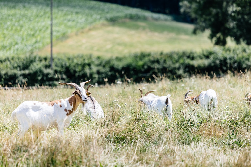 Gîte le Nid de la Mésou Neuve, Jouillat - photo 9
