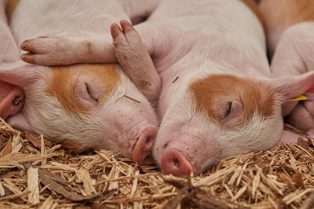 La Ferme des 3 Petits Cochons