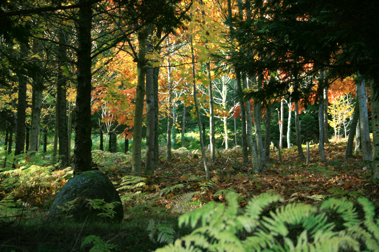 Arboretum de la Fôt