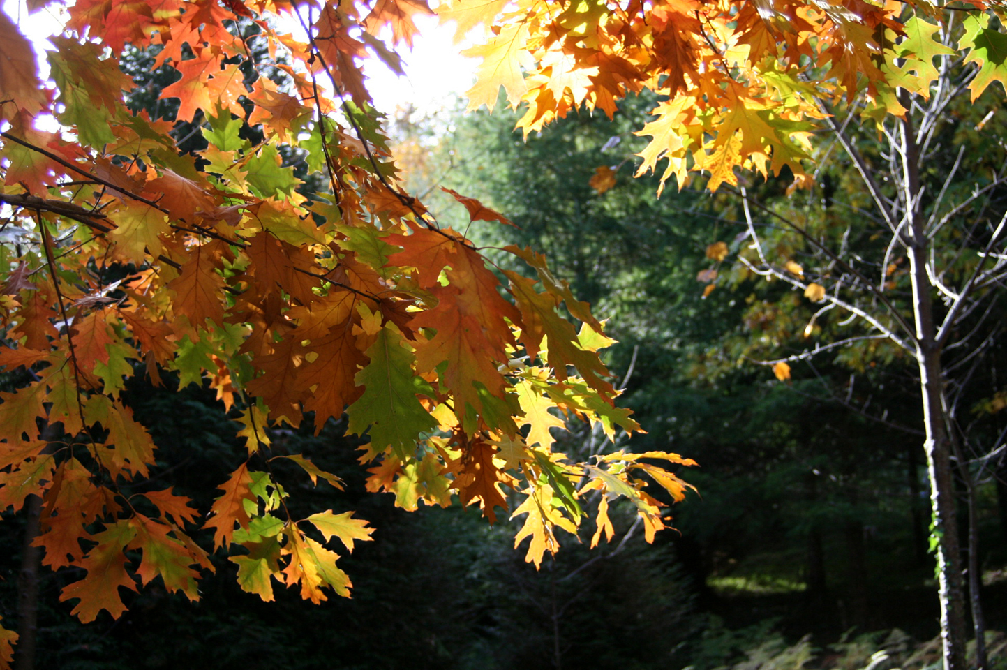 Arboretum de la Fôt, Noth - photo 2