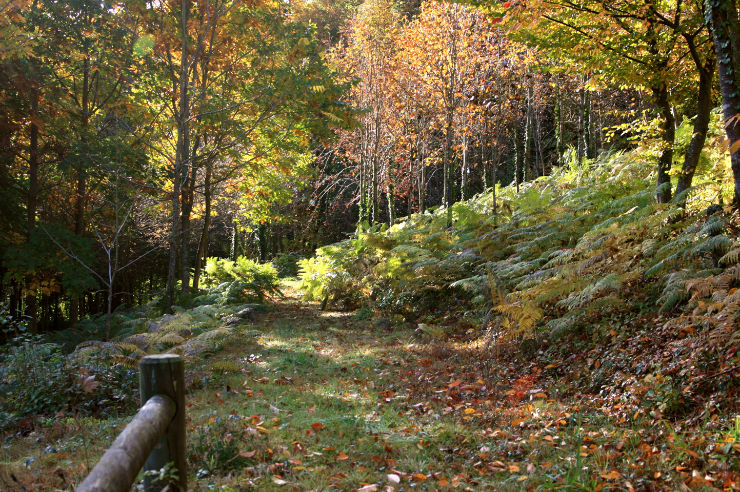 Arboretum de la Fôt, Noth