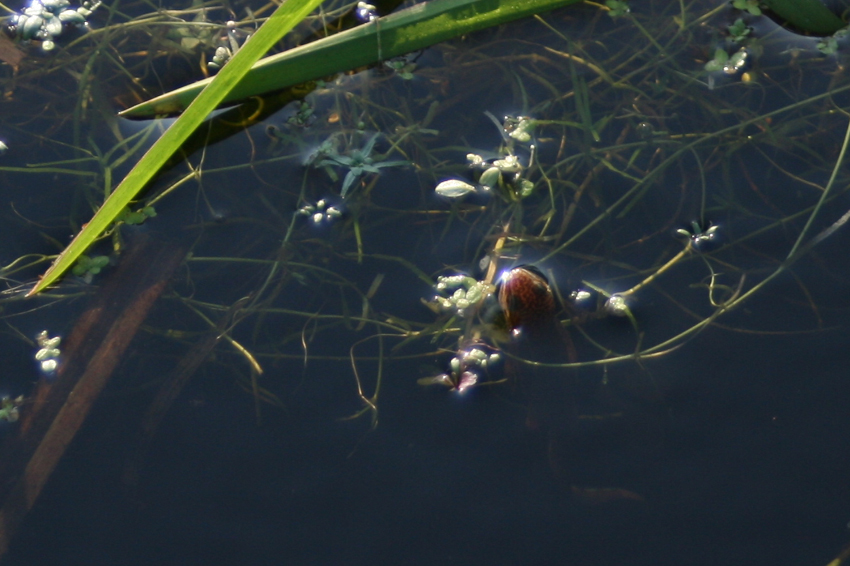 Le marais de la Chapuisette - photo 4