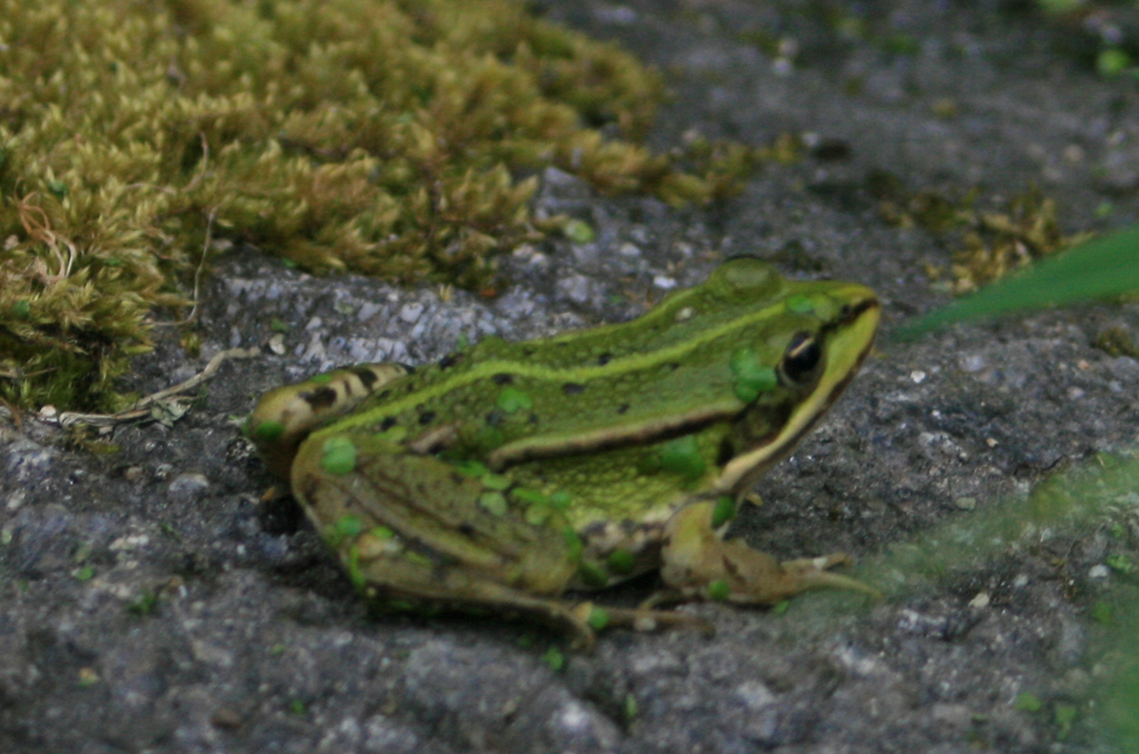 Le marais de la Chapuisette