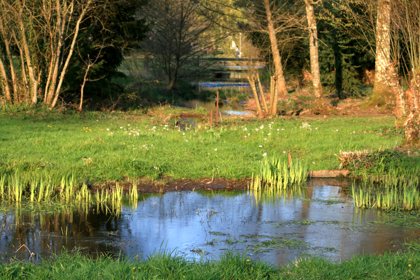 Le marais de la Chapuisette - photo 3