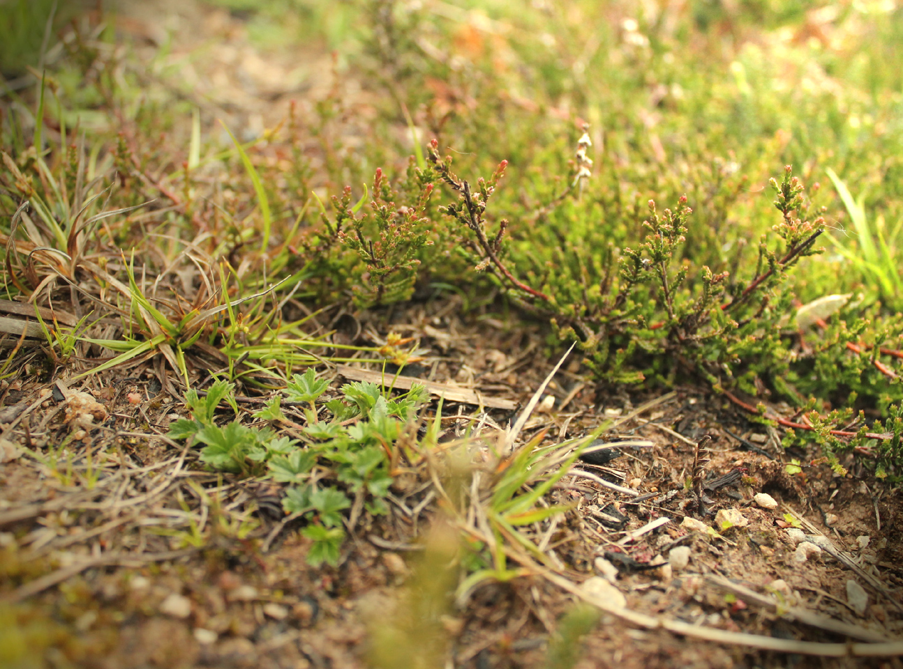 Lande de la Saumagne - photo 5