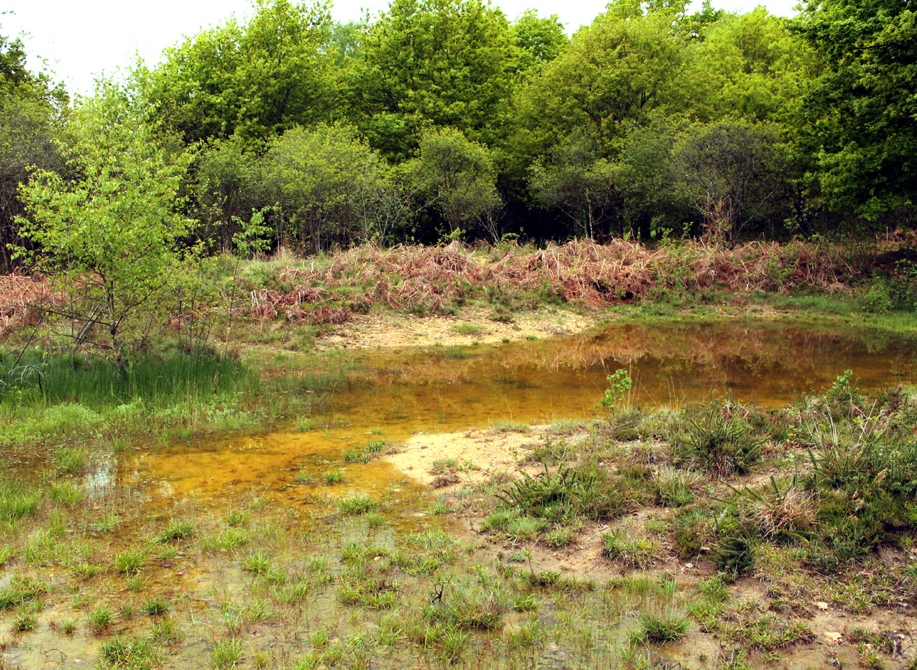 Lande de la Saumagne - photo 3