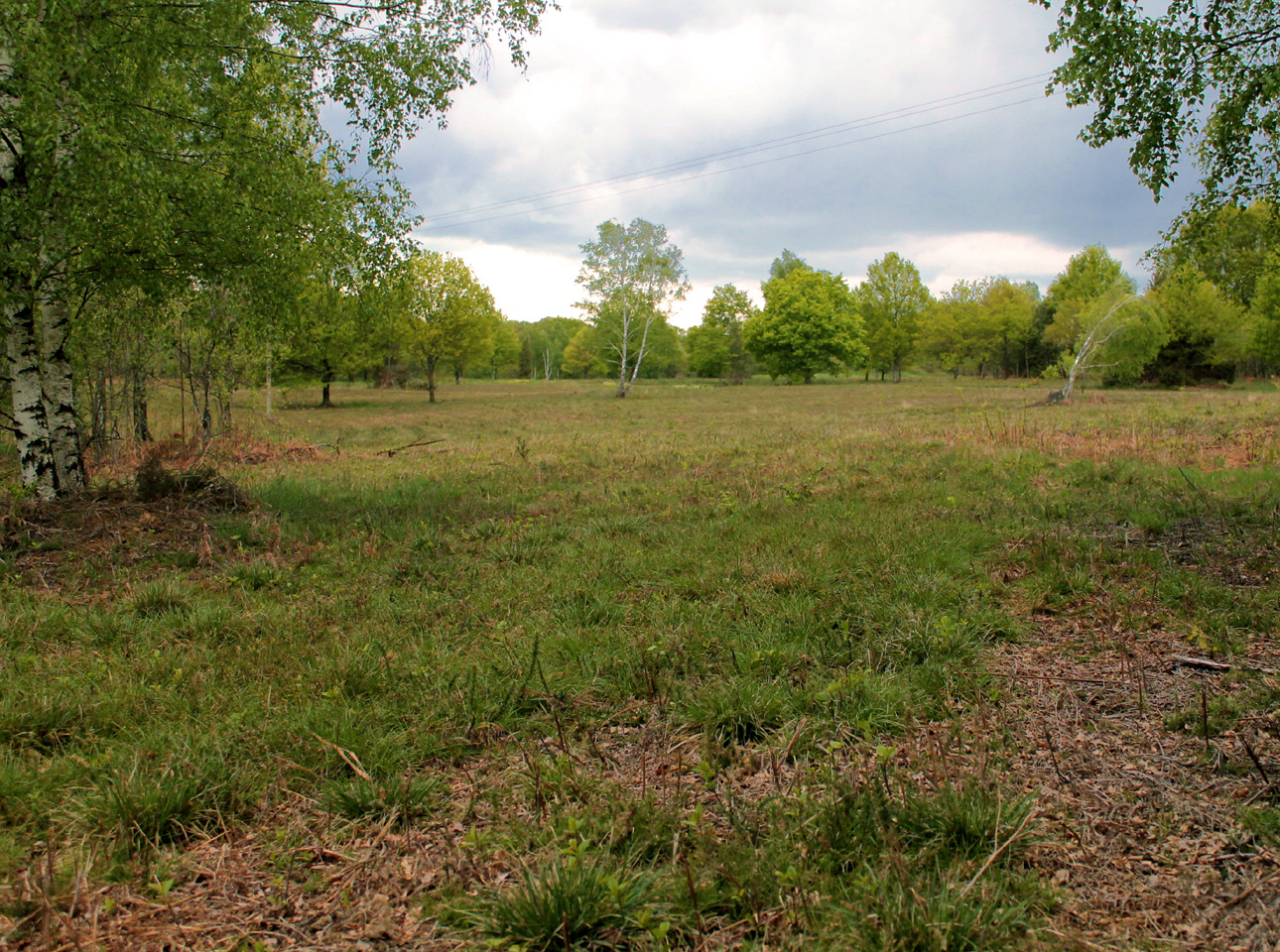 Lande de la Saumagne