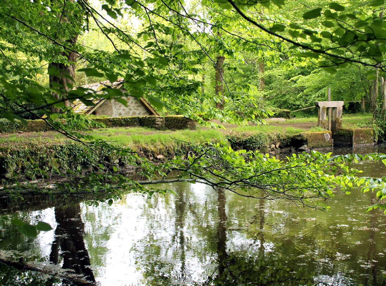 Lande de la Saumagne, Saint-Maurice-la-Souterraine - photo 6