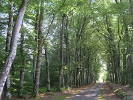 Chemin de l'âme de l'âne au Rio Négro