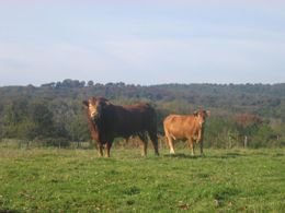 Circuit 'Le préjadis', Séreilhac - photo 4