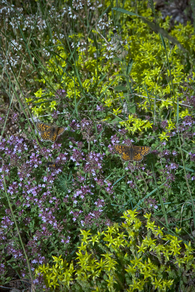 Circuit de la Serpentine, Vayres - photo 2