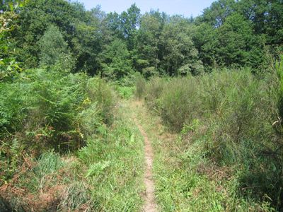 Circuit La randonnade, Cognac-la-Forêt - photo 2