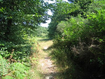 Circuit La randonnade, Cognac-la-Forêt