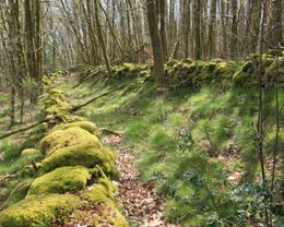 Circuit 'entre Cimas e Combas', Cognac-la-Forêt - photo 2