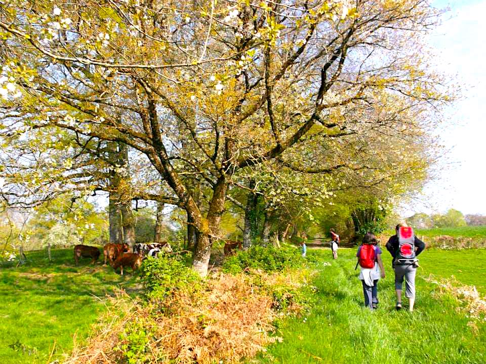 Circuit du Tram, Saint-Bonnet-Briance - photo 5