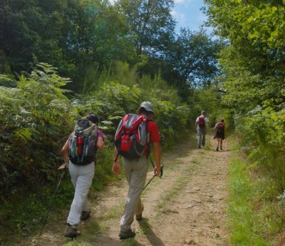 Balade en forêt des loges