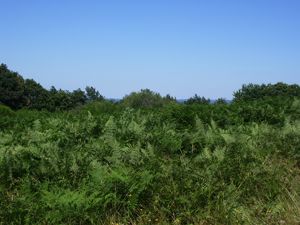 Sentier de la Montjoie