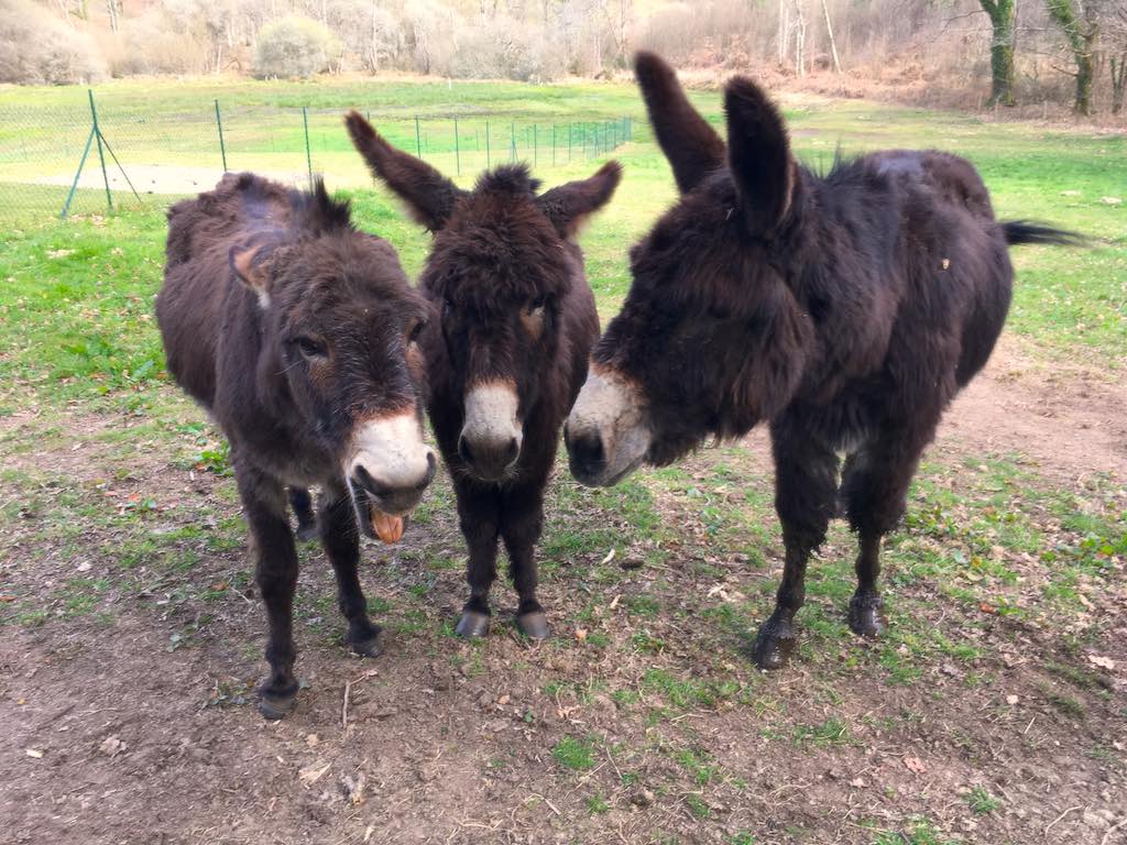 Circuit de Masselièvre, La Chapelle-Montbrandeix - photo 3