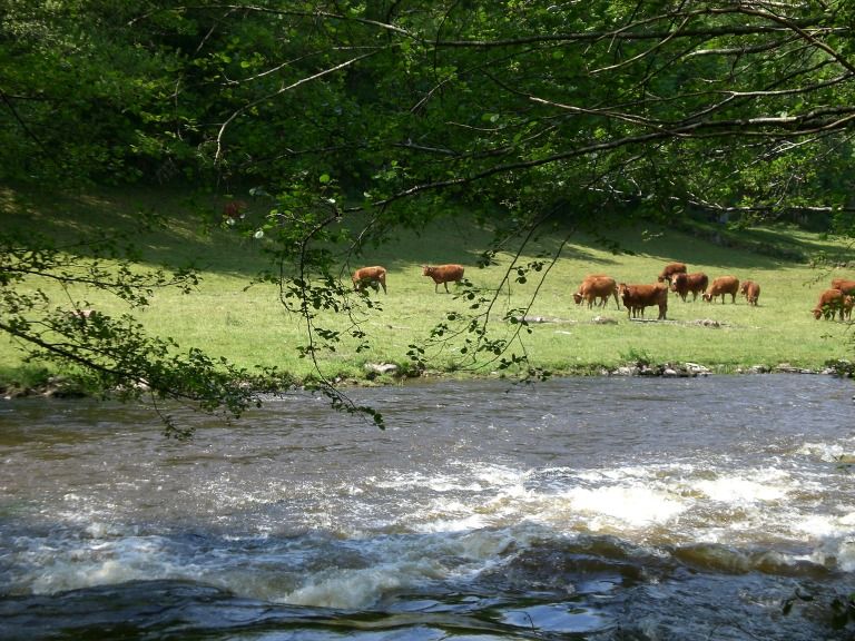 Sentier des narcisses — photo 2
