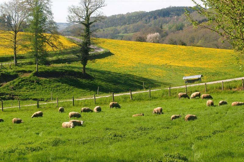 Randonnée des vieux chênes, Azat-le-Ris