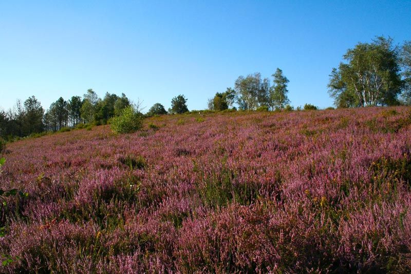 Circuit de la lande de Frochet, Val d'Issoire - photo 2