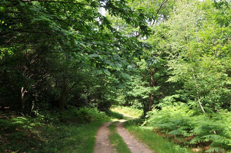 Sentier Le Bois du Curé et des mille Diables, Châteauneuf-la-Forêt - photo 3