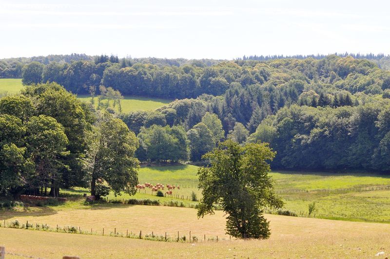 Sentier Le Bois du Curé et des mille Diables, Châteauneuf-la-Forêt