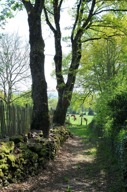 Chemin de Soumagnas, Gorre - photo 2
