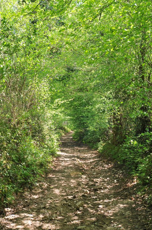 Sentier des forges et des moulins, Meuzac - photo 5