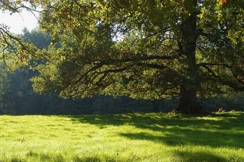Sentier Les Tupes, Saint-Denis-des-Murs
