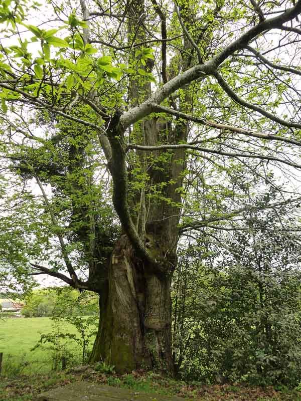 Circuit Les Ramiers - les Millefeuilles, Saint-Sulpice-les-Feuilles - photo 3