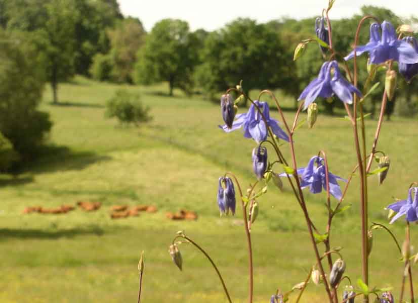 Circuit des mines d'or de la forêt de Champ Vert, Saint-Vitte-sur-Briance - photo 4