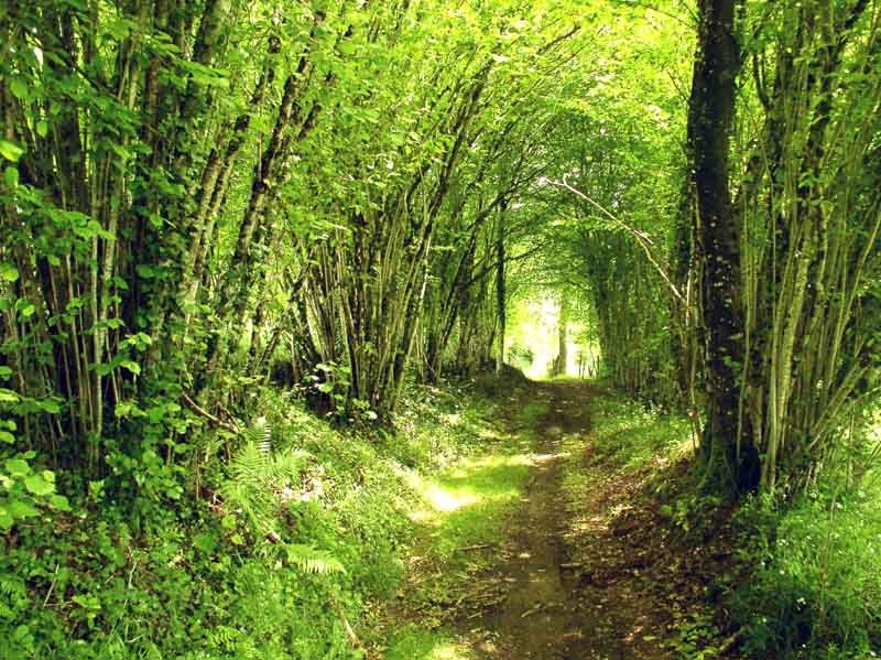 Circuit des mines d'or de la forêt de Champ Vert, Saint-Vitte-sur-Briance - photo 2
