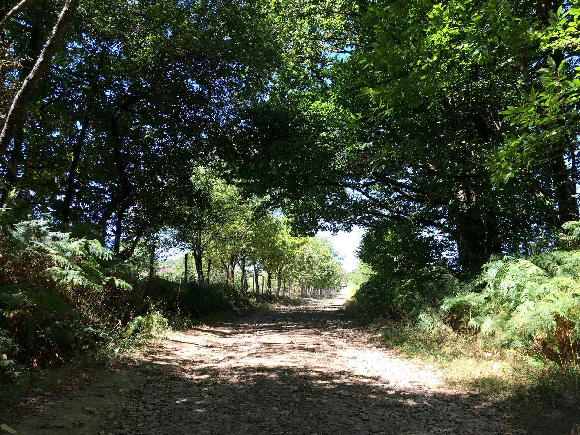 Sentier des Demoiselles, Bussière-Galant - photo 6