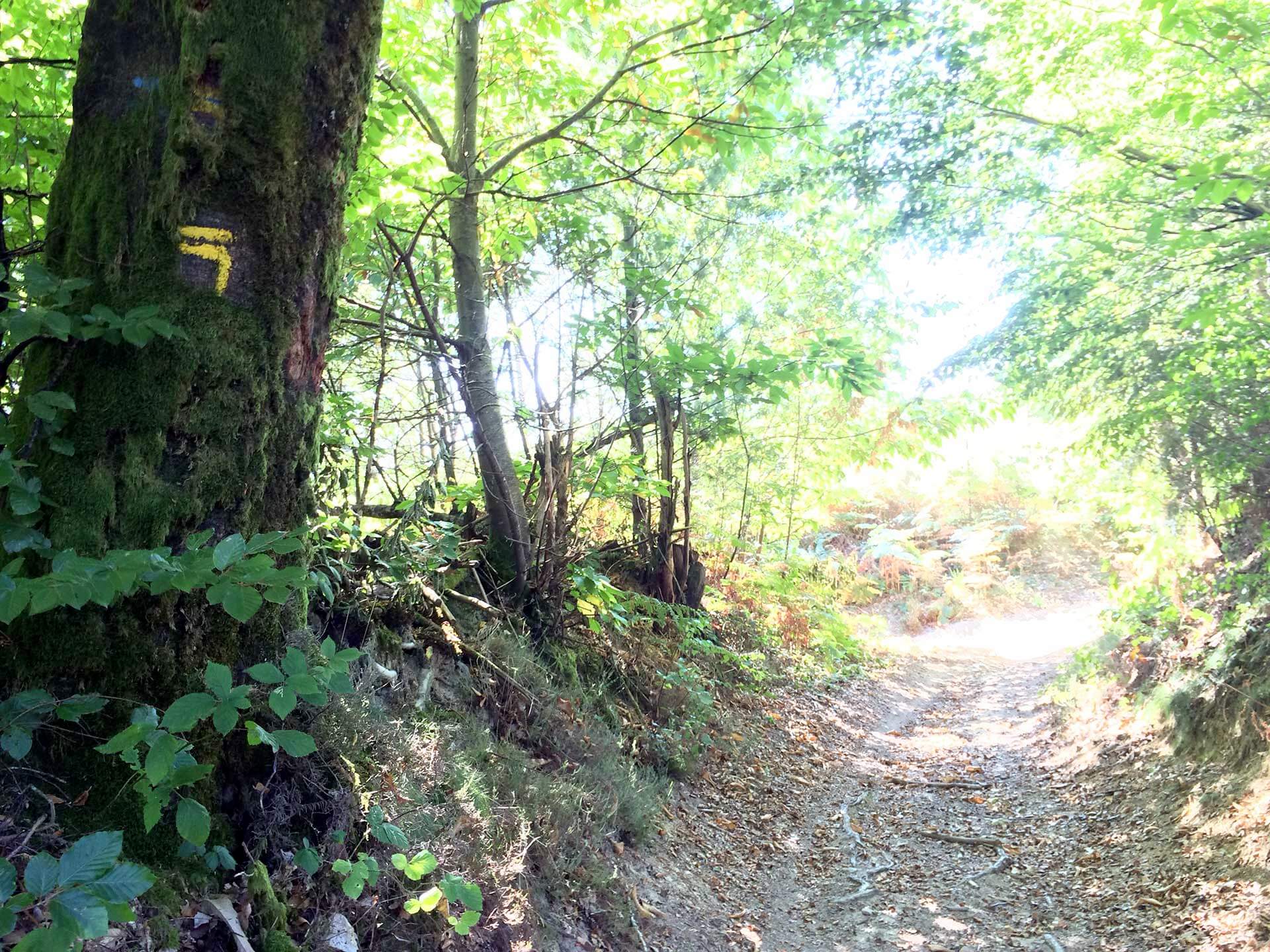 Sentier des Demoiselles, Bussière-Galant - photo 4