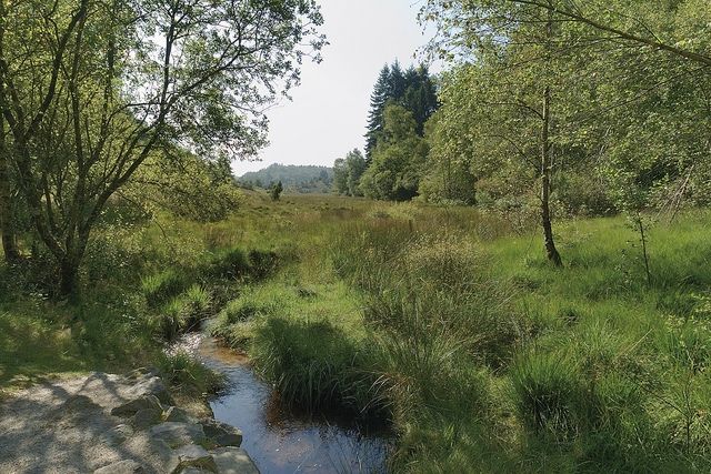 Réserve Naturelle de la Tourbière des Dauges - CEN Nouvelle-Aquitaine - photo 3